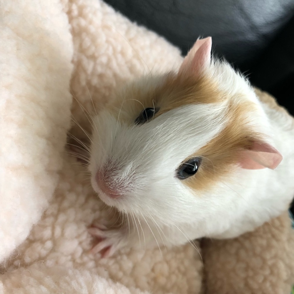 Meet your Posher, Giselle